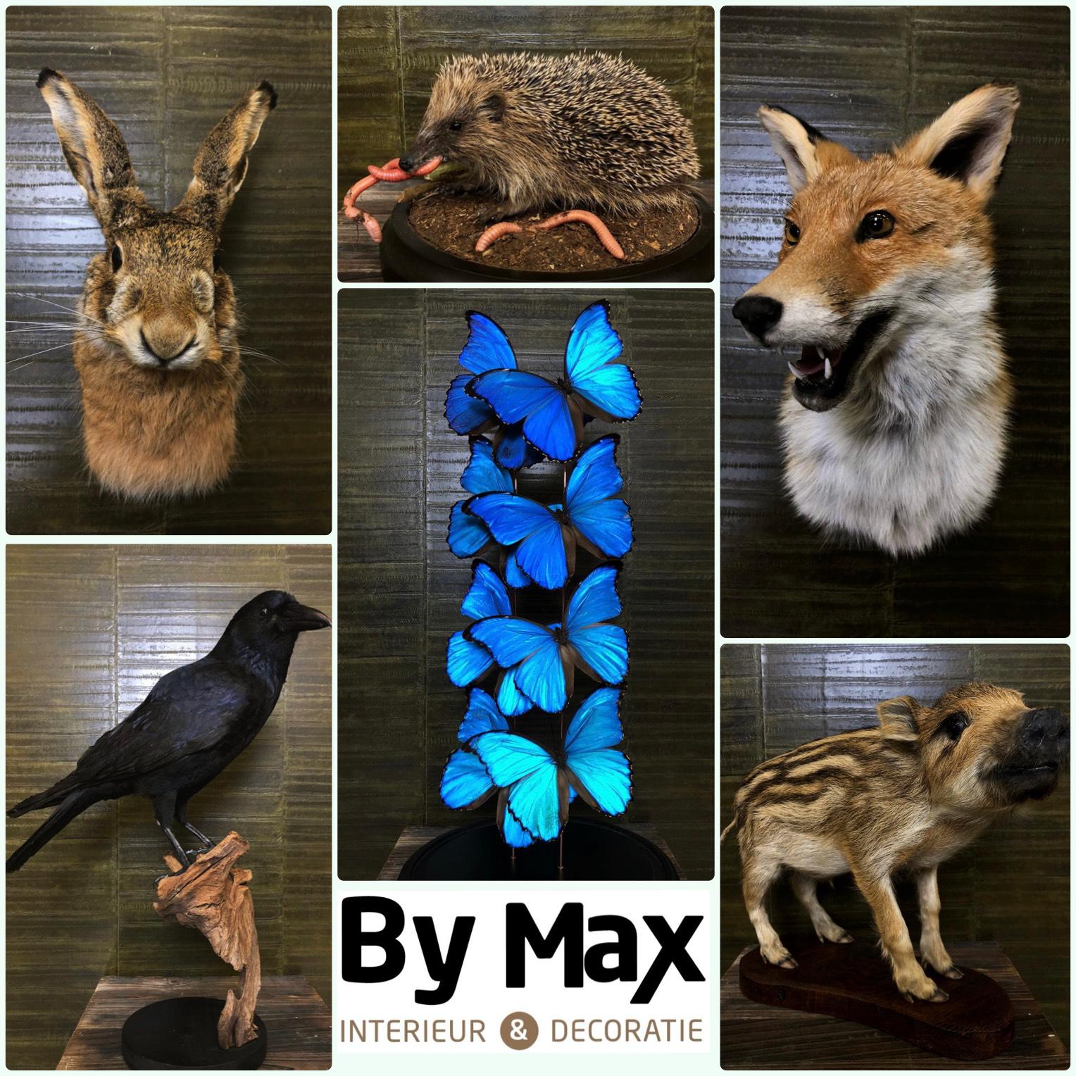 Taxidermy