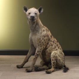 2318 Hyena Zittend | Bymax.nl
