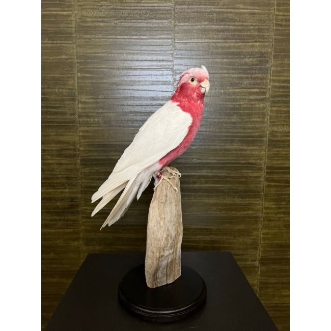 0519 Lutino Roze Kaketoe