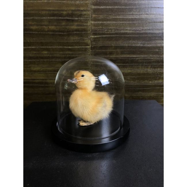 0157 Geel Eendje in Stolp