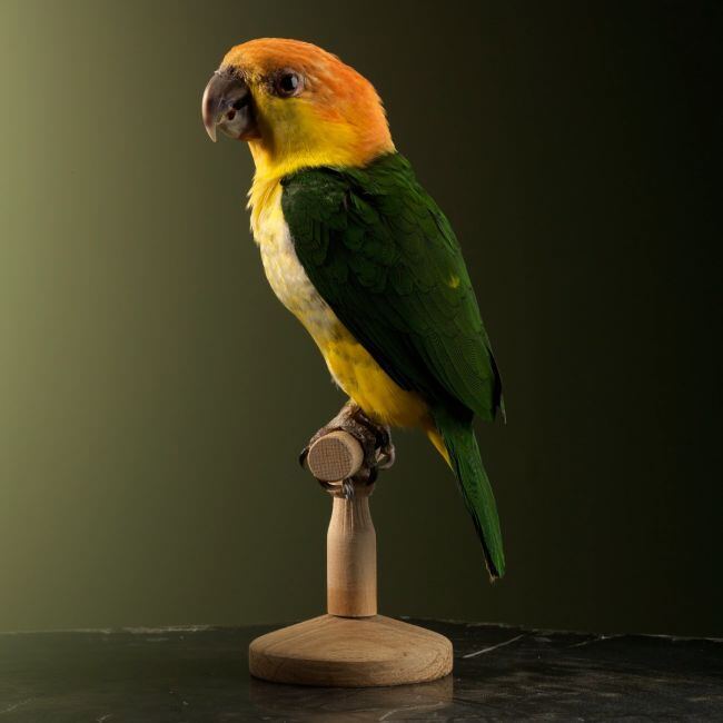 1723 Witbuikcaique