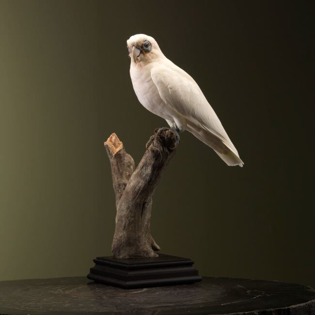 1828 Corella Kaketoe