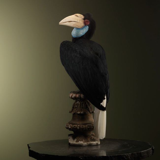 1851 Gewone Jaarvogel