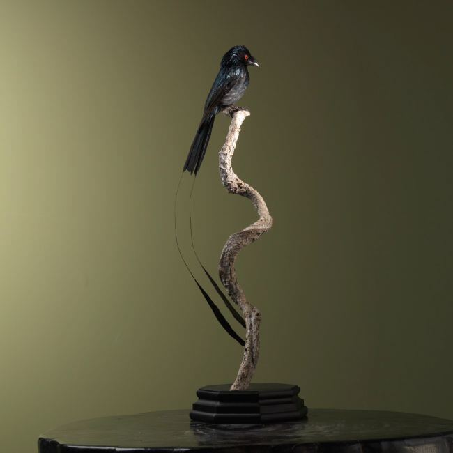 1998 Drongo