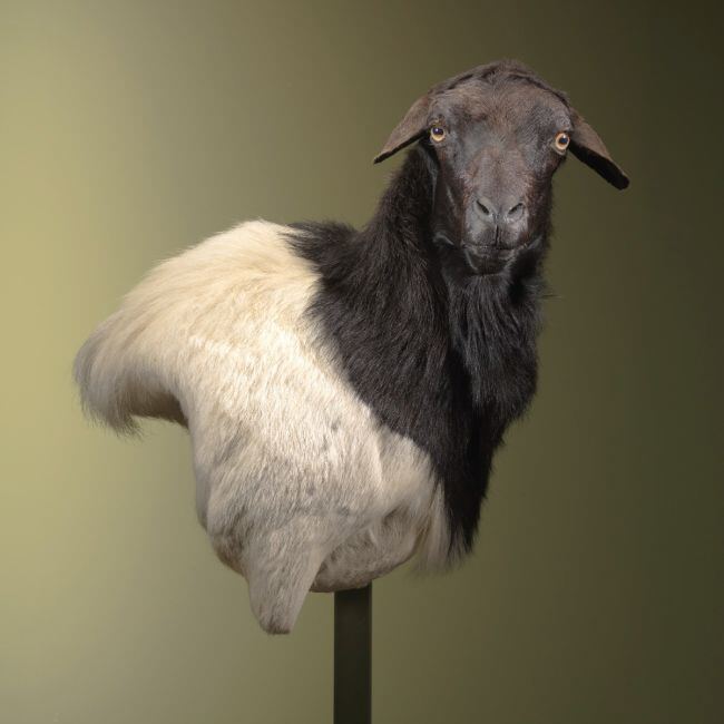 2206 Somalisch Schaap