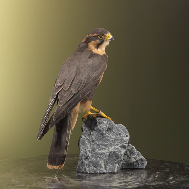 2272 Aplomadovalk
