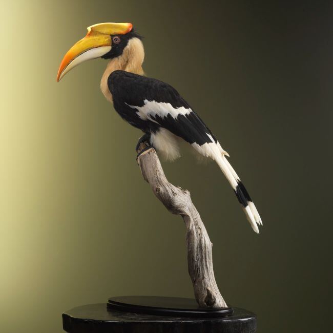 2302 Dubbelhoornige Neushoornvogel