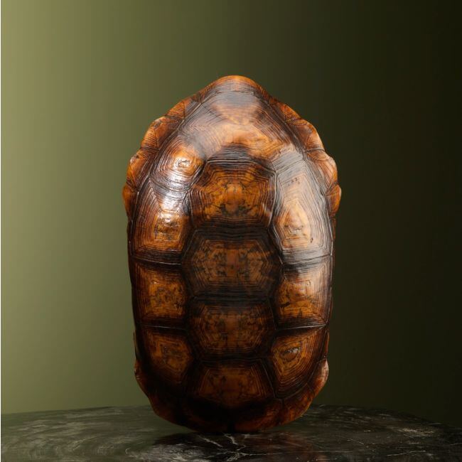 2521 Kolenbranderschildpad Schild