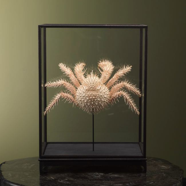 2741 Spiny King Crab in Vitrine