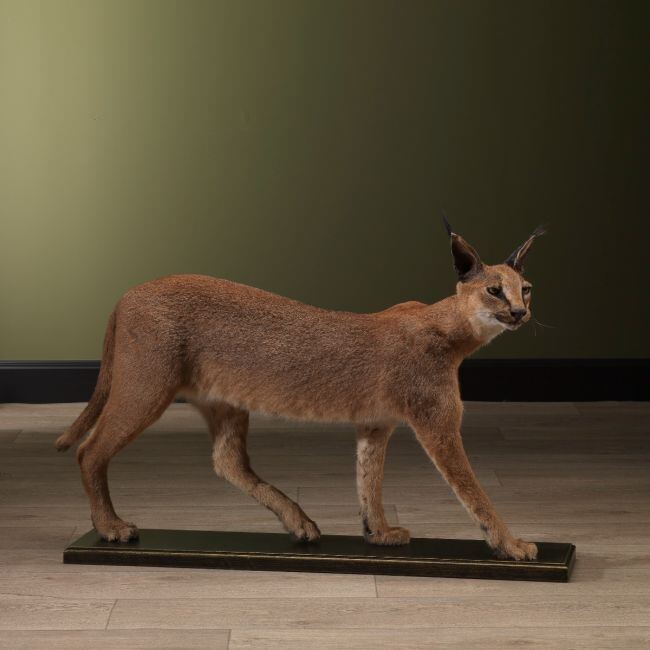 2762 Caracal
