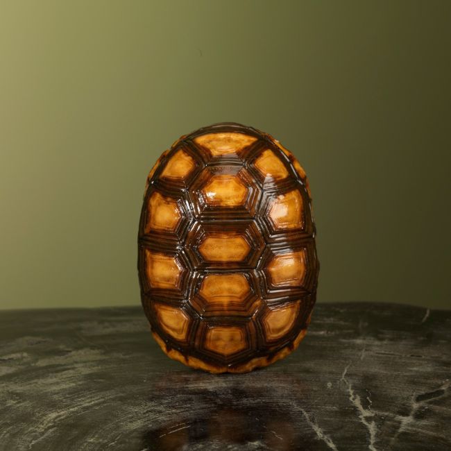 2813 Kolenbranderschildpad Schild