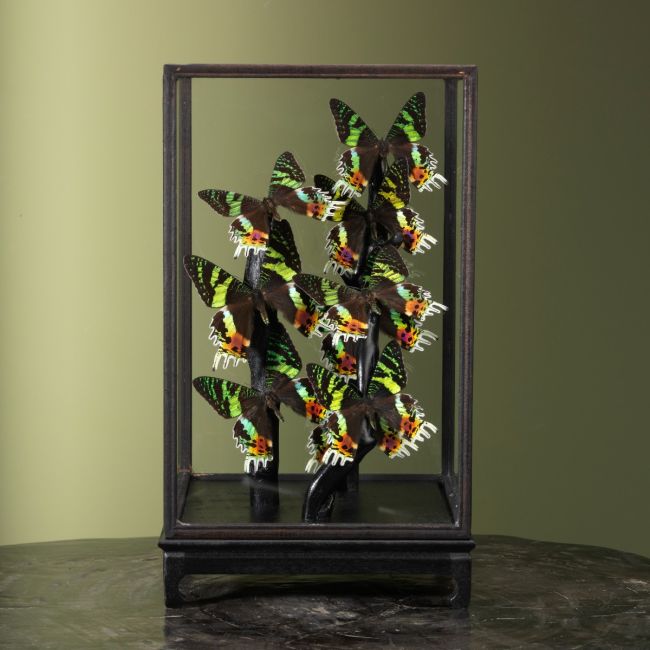 2996 Madagaskar Vlinders in Vitrine