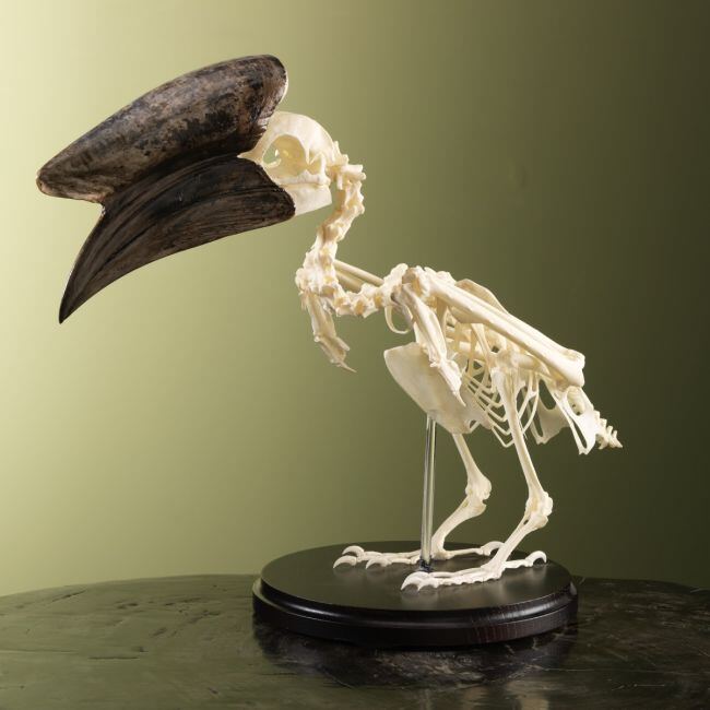 3188 Hoornvogel Skelet