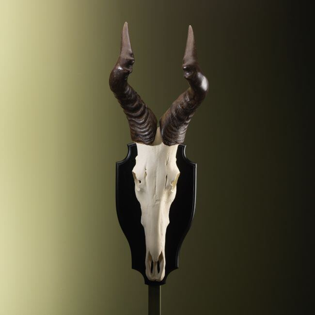 3269 Hartenbeest Schedel