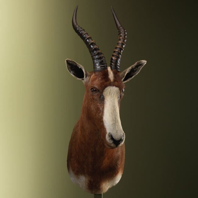 3287 Blesbok