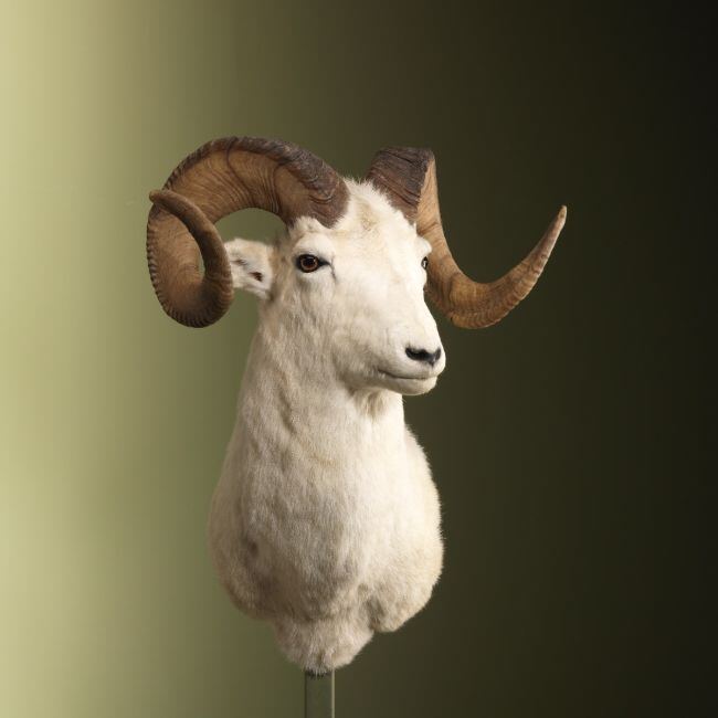 3288 Dalls Schaap