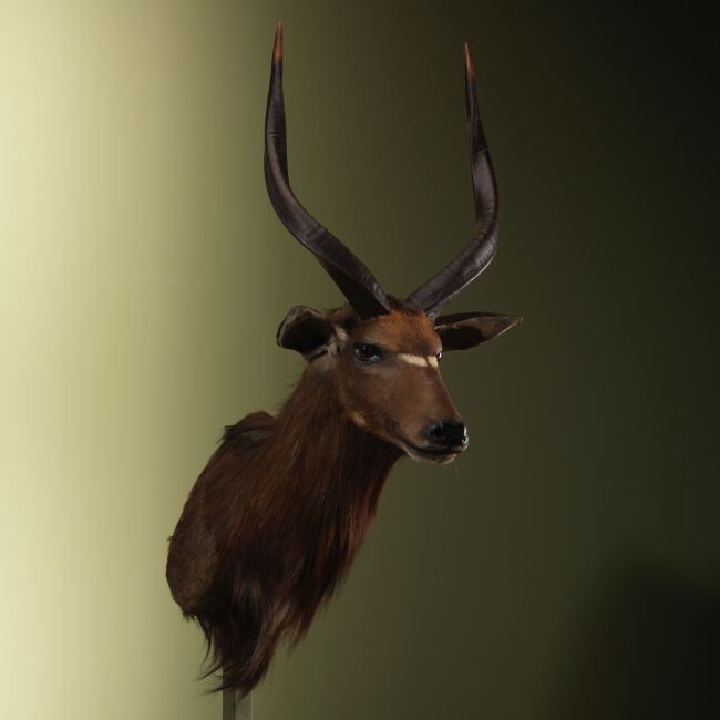 3289 Nyala