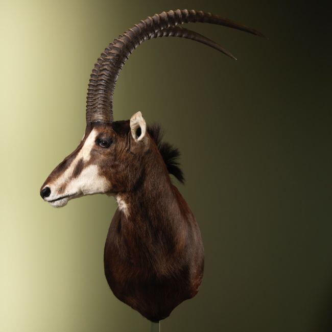 3290 Sabelantilope