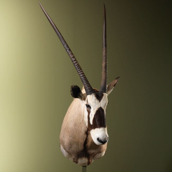 3291 Oryx Gemsbok