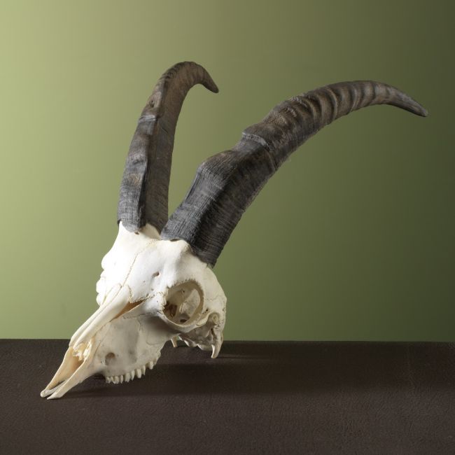 3306 Steenbok Ibex Schedel