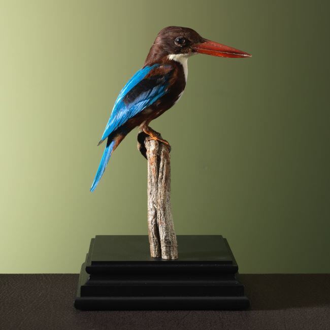 3326 Smyrna-IJsvogel
