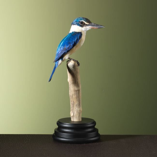 3327 Witkraagijsvogel