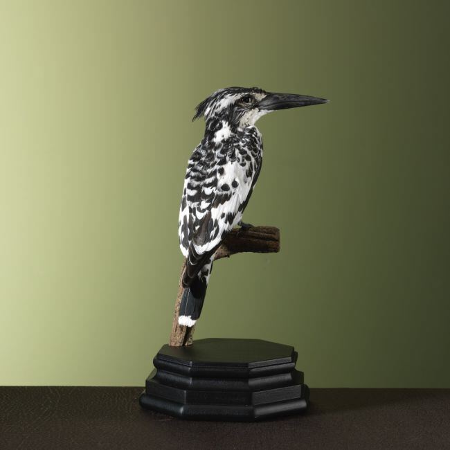 3328 Bonte IJsvogel