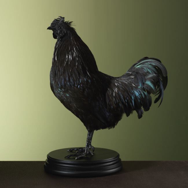 3333 Ayam Cemani