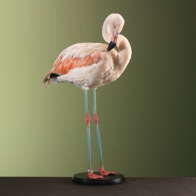 3347 Chileense Flamingo