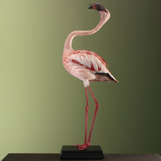 3348 Lesser Flamingo