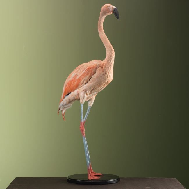3350 Chileense Flamingo