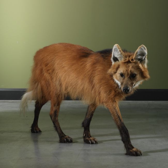 3357 Manenwolf