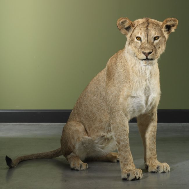 3359 Leeuw Subadult Zittend