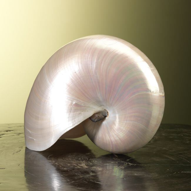 3398 Nautilus Schelp Parelmoer