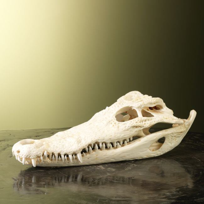 3399 Siamese Krokodil Schedel