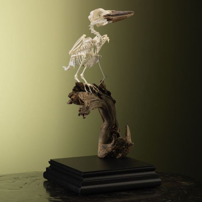 3402 Kookaburra Skelet