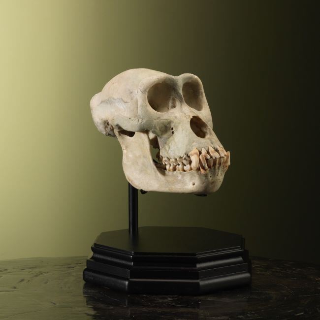 3405 Gorilla Schedel V