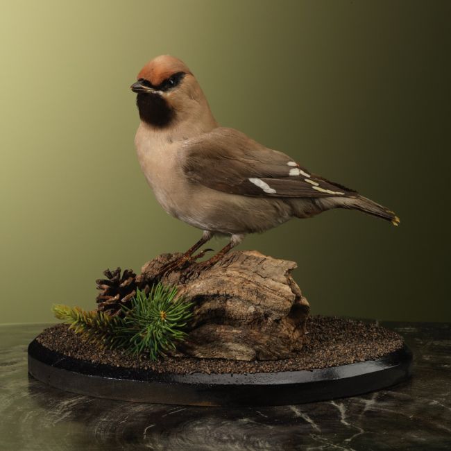 3410 Pestvogel