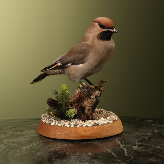 3411 Pestvogel
