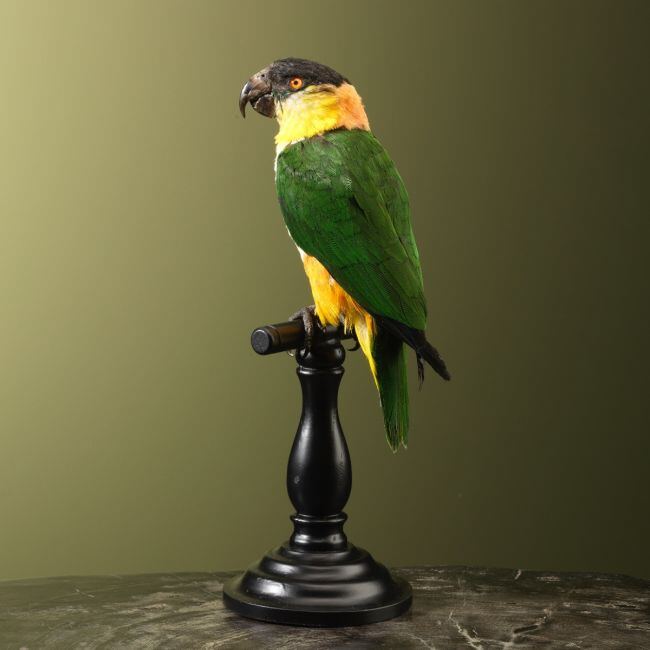 3417 Zwartkopcaique