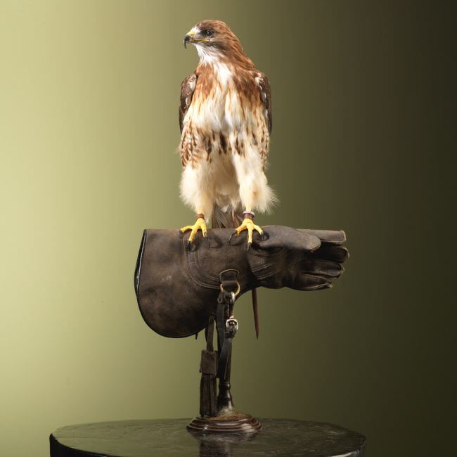 3455 Roodstaartbuizerd op Handschoen