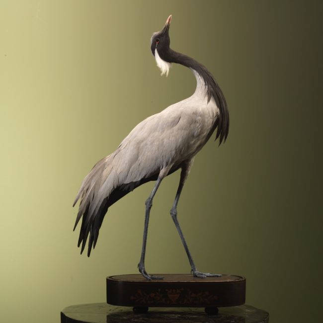 3456 Jufferkraanvogel