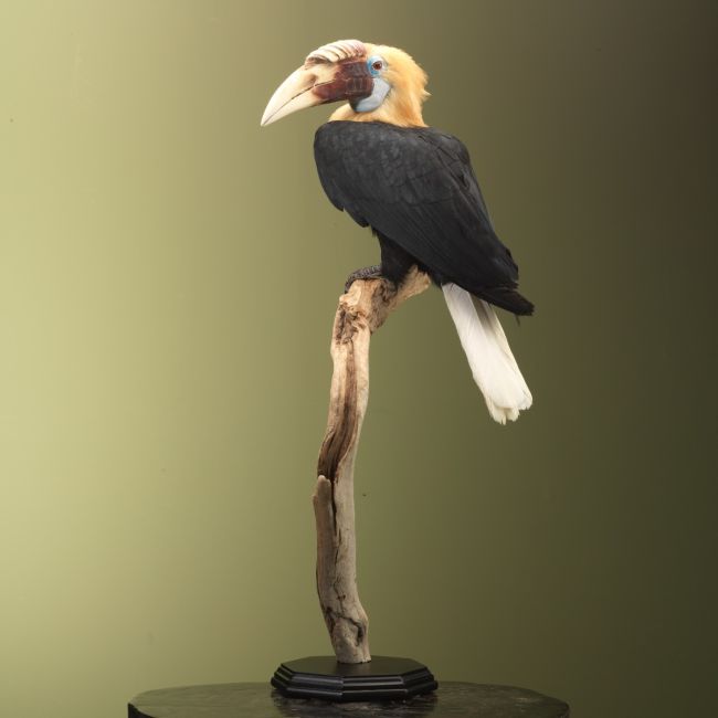 3460 Papoea-Jaarvogel