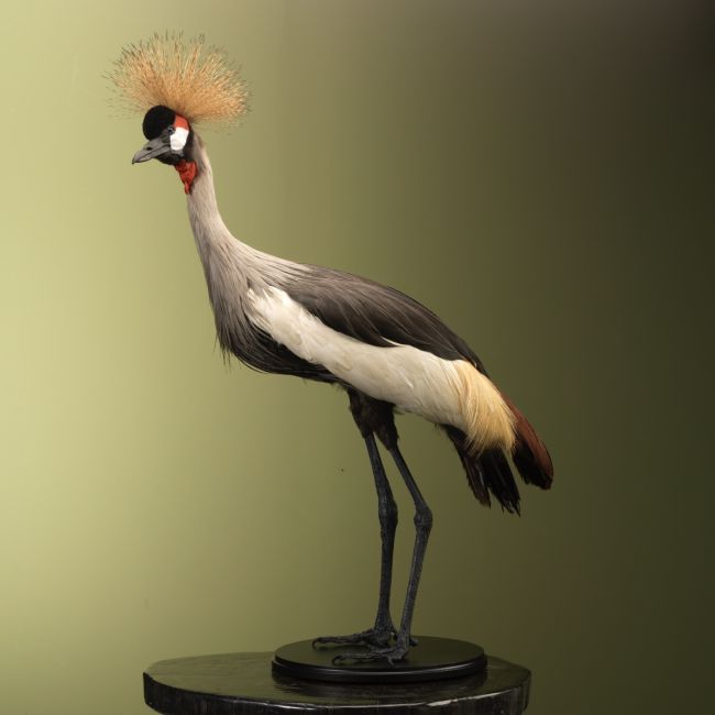 3461 Grijze Kroonkraanvogel