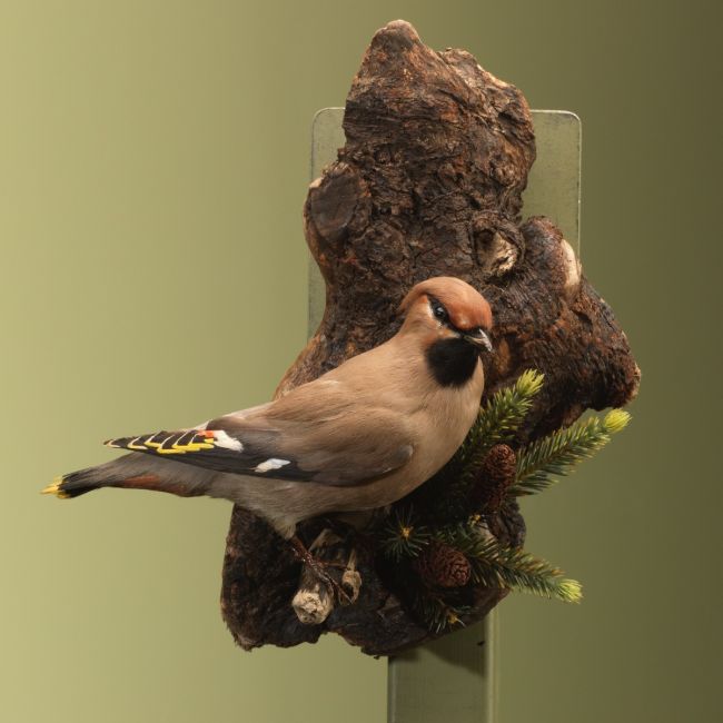3462 Pestvogel