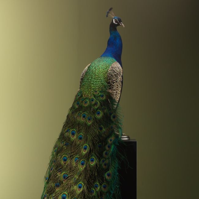 3471 Blauwe Pauw