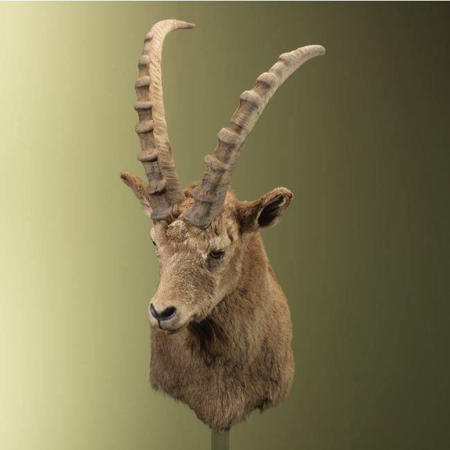 3524 Steebok Ibex
