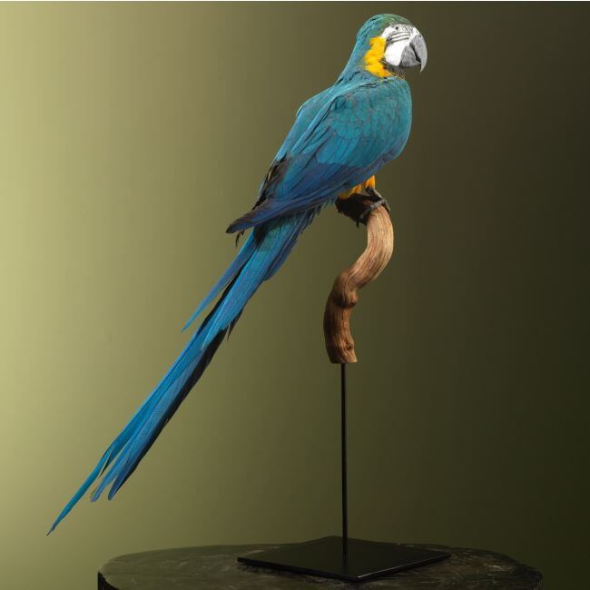 3601 Blauw-Gele Ara