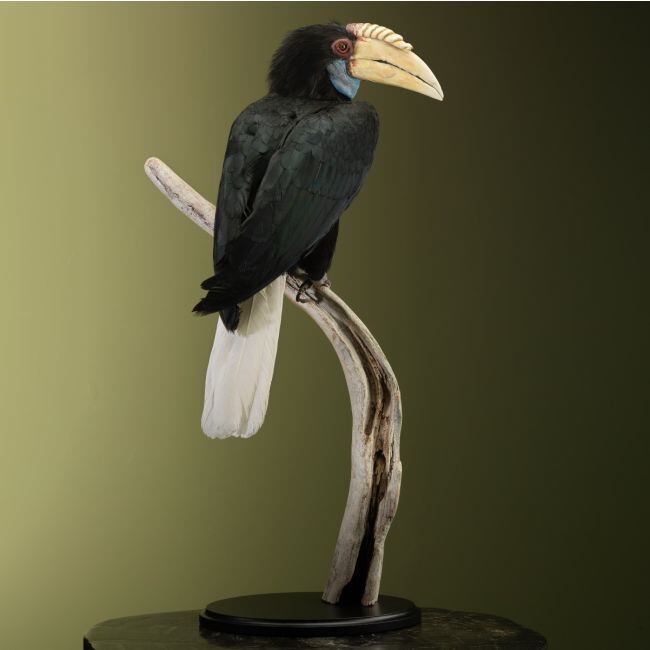 3602 Gewone Jaarvogel V