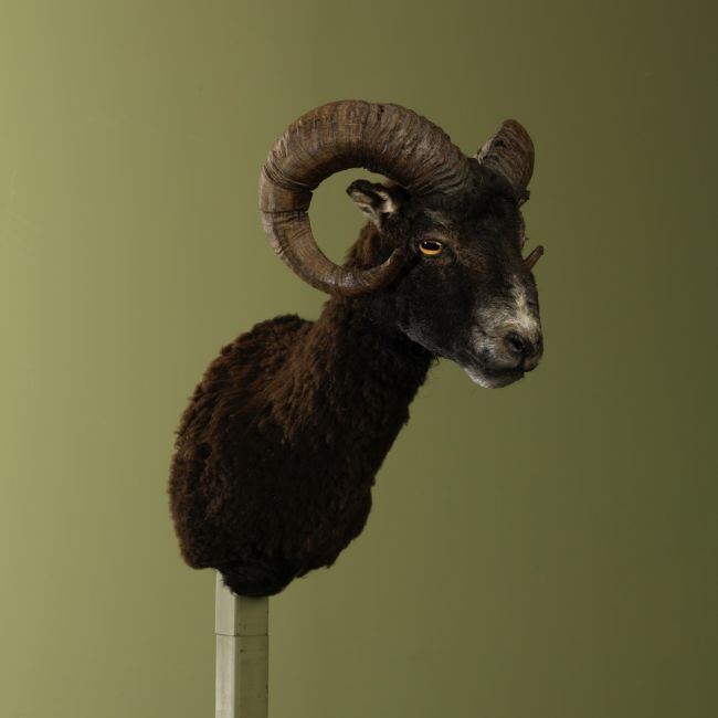 3613 Schaap